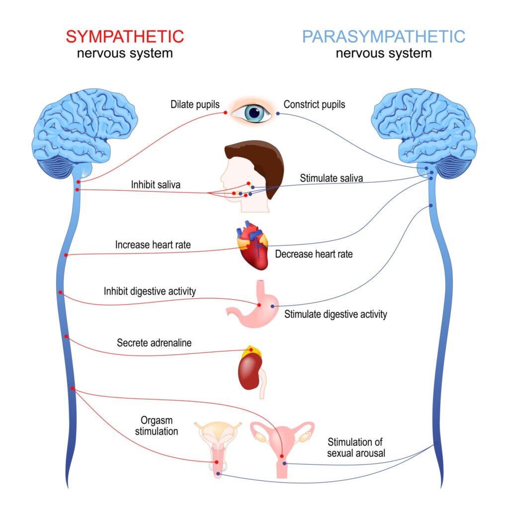 Ilustração conceitual de saúde mental e neurociência mostrando uma mente equilibrada e em desenvolvimento, ideal para um portal focado em bem-estar emocional com base científica.